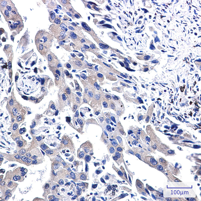 Anti-WWOX Rabbit Monoclonal Antibody