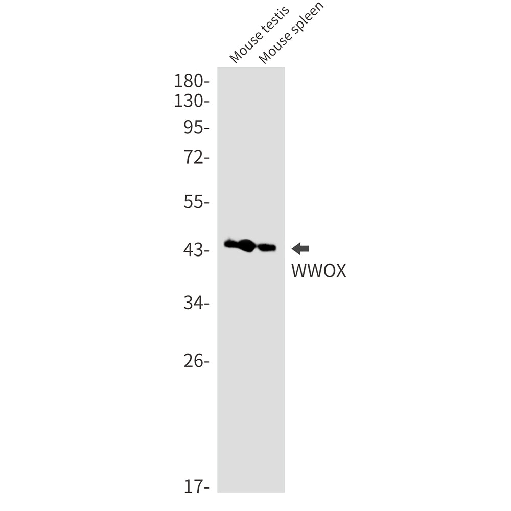 Anti-WWOX Rabbit Monoclonal Antibody