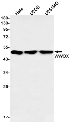 Anti-WWOX Rabbit Monoclonal Antibody