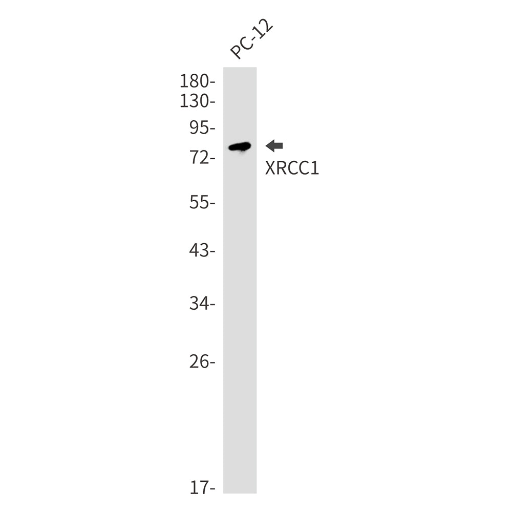 Anti-XRCC1 Rabbit Monoclonal Antibody
