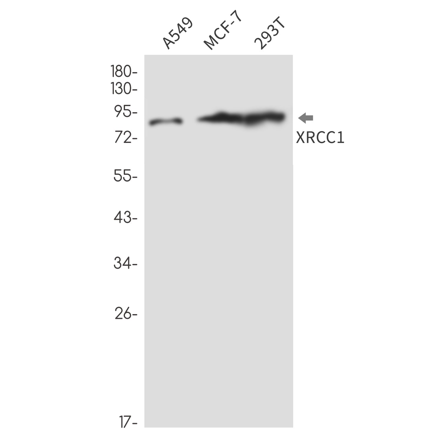 Anti-XRCC1 Rabbit Monoclonal Antibody