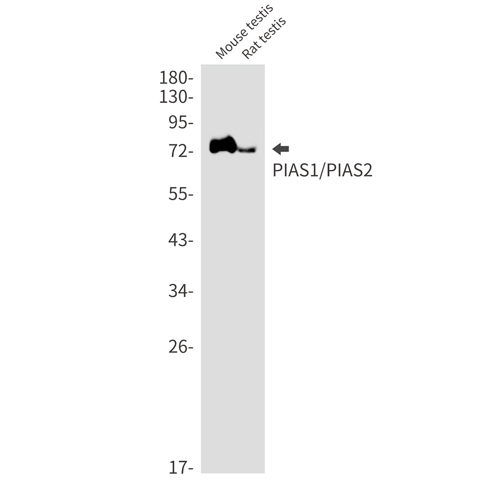 Anti-PIAS1/2 Rabbit Monoclonal Antibody