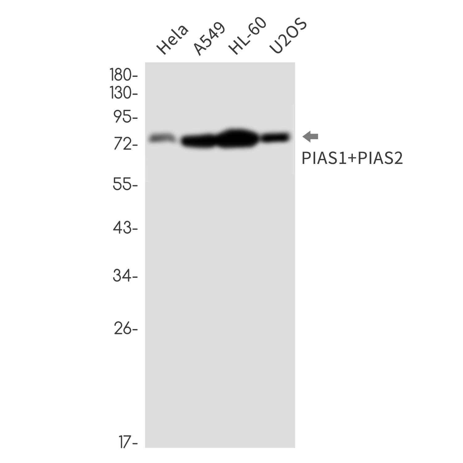 Anti-PIAS1/2 Rabbit Monoclonal Antibody
