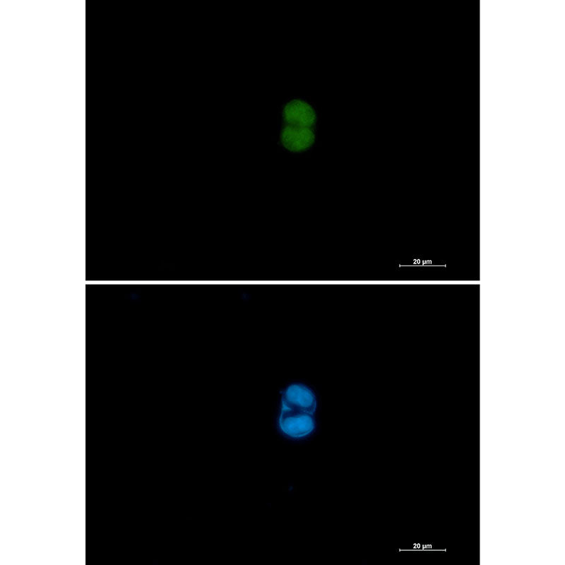 Anti-MEK3/MEK6 Rabbit Monoclonal Antibody