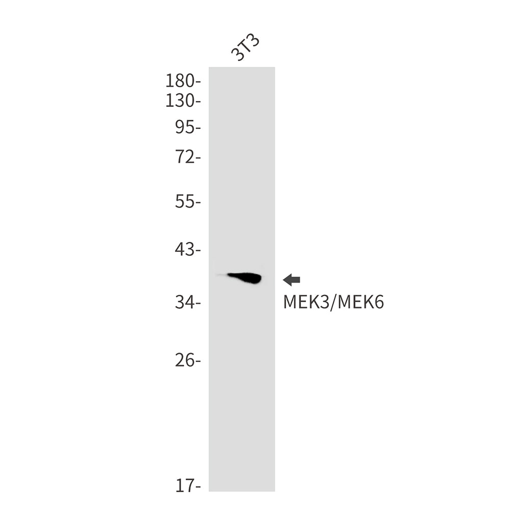 Anti-MEK3/MEK6 Rabbit Monoclonal Antibody