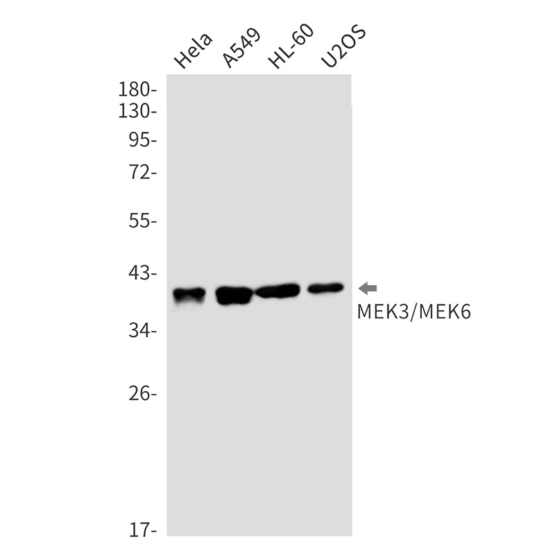 Anti-MEK3/MEK6 Rabbit Monoclonal Antibody