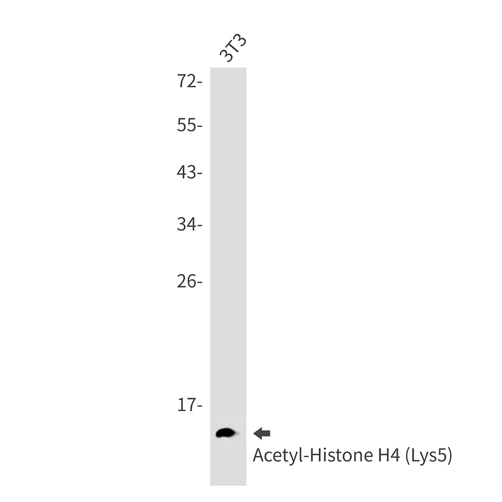 Anti-Acetyl-Histone H4 (Lys5) Rabbit Monoclonal Antibody