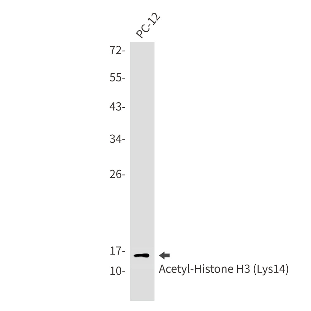 Anti-Acetyl-Histone H3 (Lys14) Rabbit Monoclonal Antibody