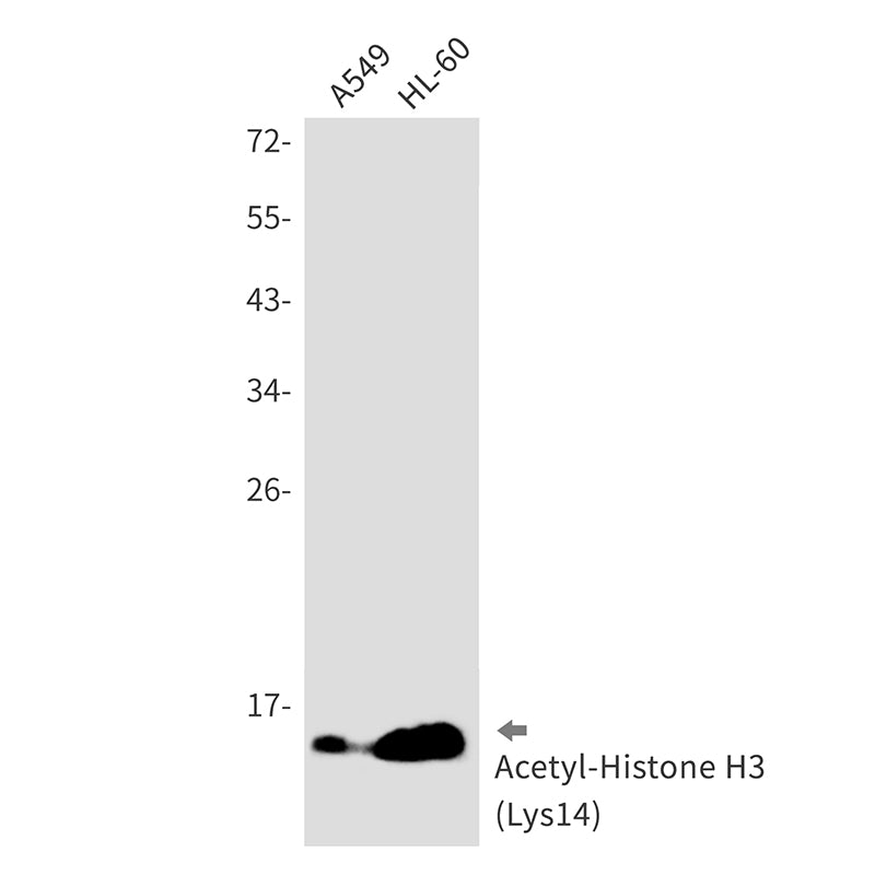 Anti-Acetyl-Histone H3 (Lys14) Rabbit Monoclonal Antibody