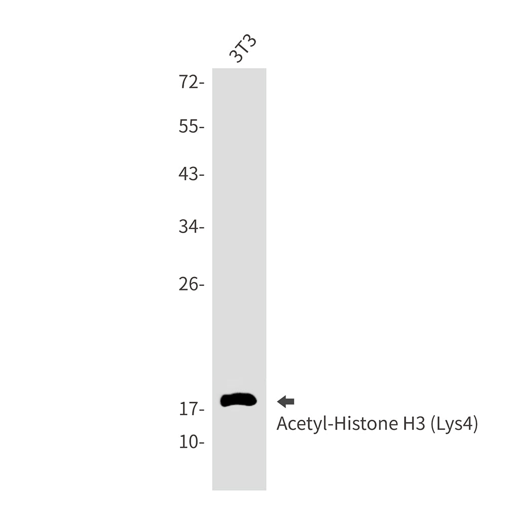 Anti-Acetyl-Histone H3 (Lys4) Rabbit Monoclonal Antibody