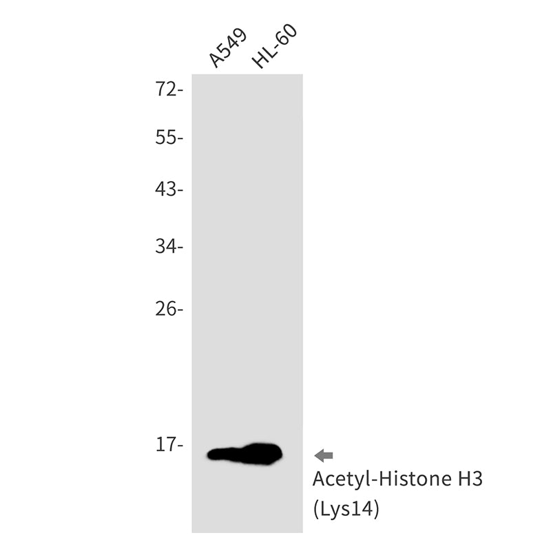 Anti-Acetyl-Histone H3 (Lys4) Rabbit Monoclonal Antibody