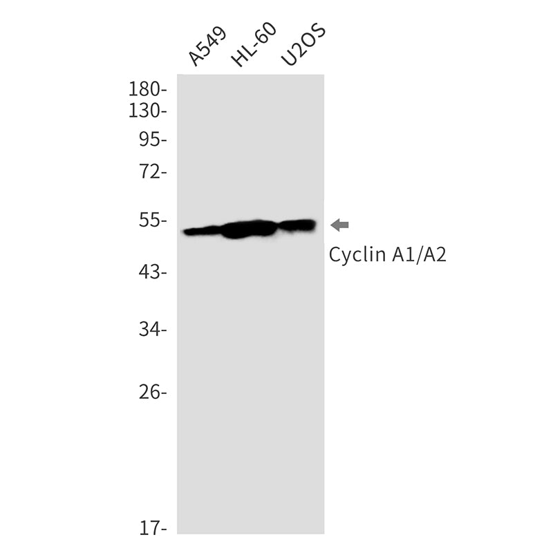 Anti-Cyclin A1/A2 Rabbit Monoclonal Antibody