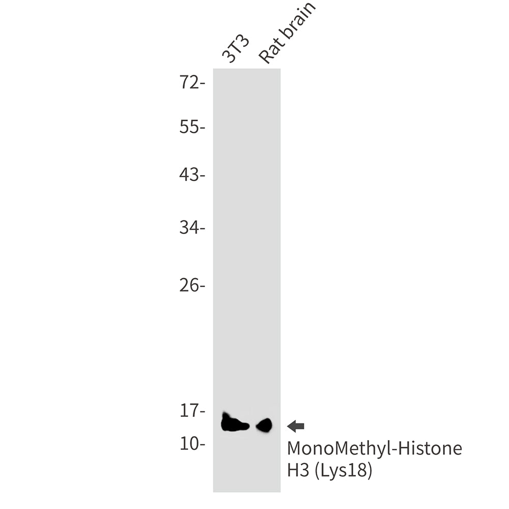 Anti-MonoMethyl-Histone H3 (Lys18) Rabbit Monoclonal Antibody