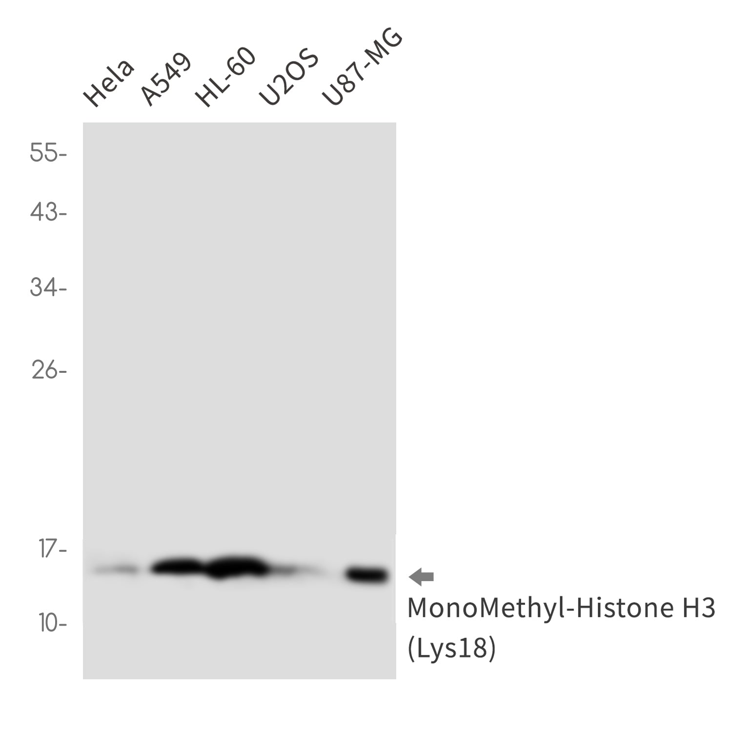 Anti-MonoMethyl-Histone H3 (Lys18) Rabbit Monoclonal Antibody