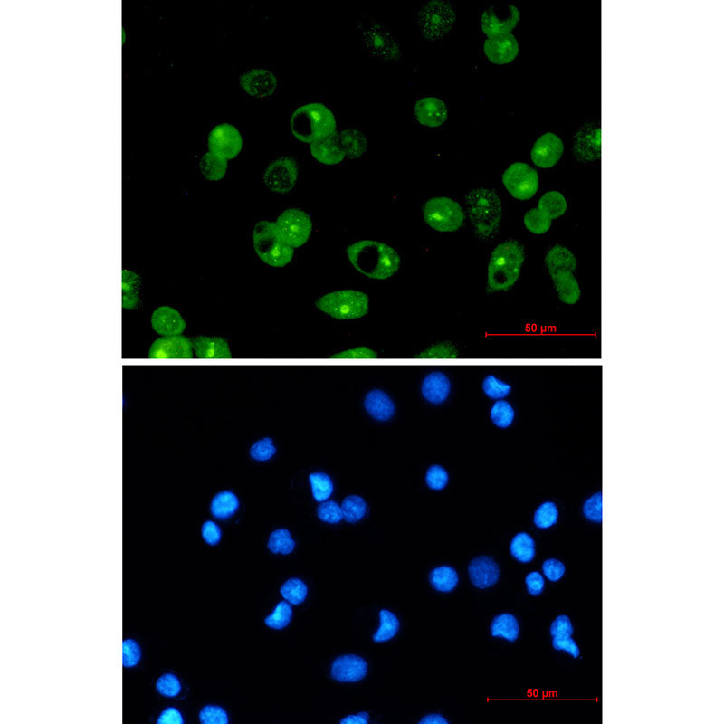 Anti-MCL1 Rabbit Monoclonal Antibody