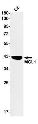 Anti-MCL1 Rabbit Monoclonal Antibody