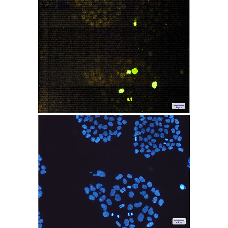 Anti-Phospho-Histone H3 (Thr3) Rabbit Monoclonal Antibody