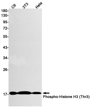 Anti-Phospho-Histone H3 (Thr3) Rabbit Monoclonal Antibody
