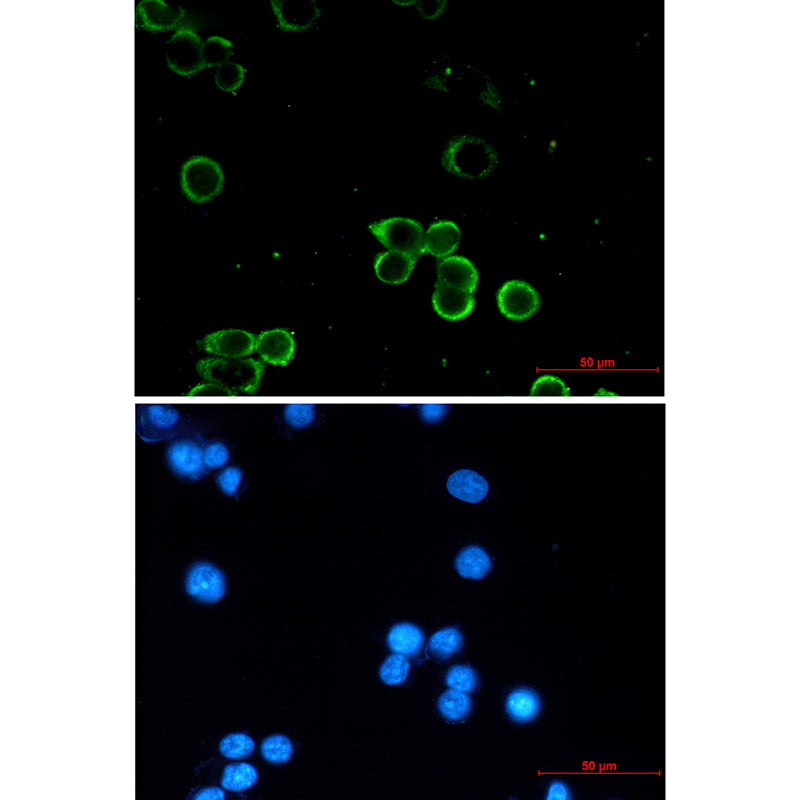 Anti-Adenosine A1 Receptor Rabbit Monoclonal Antibody