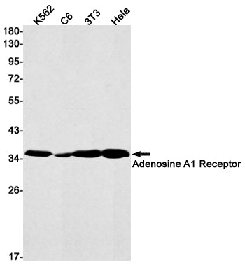 Anti-Adenosine A1 Receptor Rabbit Monoclonal Antibody