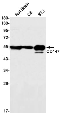 Anti-CD147 Rabbit Monoclonal Antibody