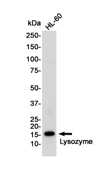 Anti-Lysozyme Rabbit Monoclonal Antibody