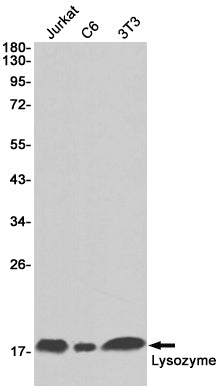 Anti-Lysozyme Rabbit Monoclonal Antibody