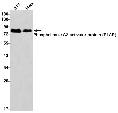 Anti-Phospholipase A2 Activator Protein Rabbit Monoclonal Antibody