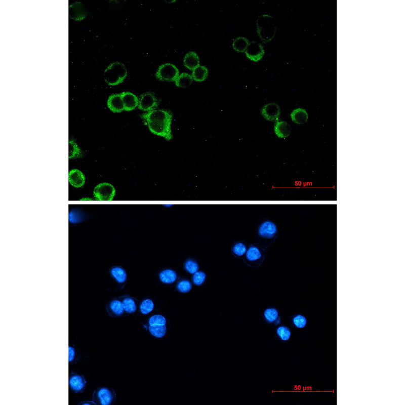 Anti-Raf1 Rabbit Monoclonal Antibody
