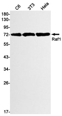 Anti-Raf1 Rabbit Monoclonal Antibody