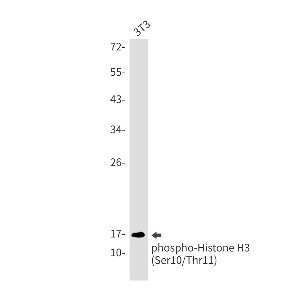 Anti-Phospho-Histone H3 (Ser10/Thr11) Rabbit Monoclonal Antibody
