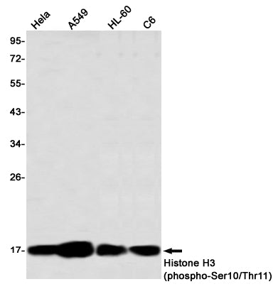 Anti-Phospho-Histone H3 (Ser10/Thr11) Rabbit Monoclonal Antibody