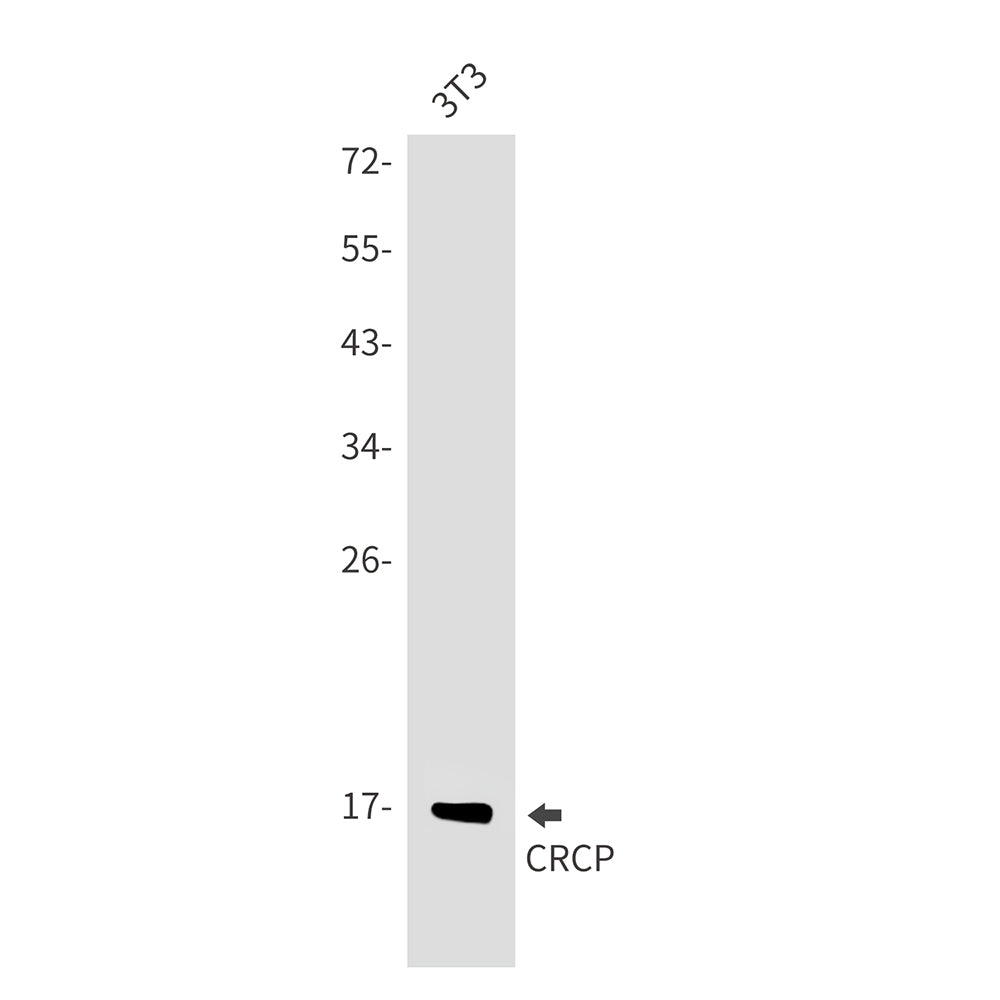 Anti-CRCP Rabbit Monoclonal Antibody