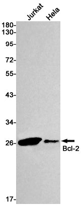 Anti-Bcl2 Rabbit Monoclonal Antibody
