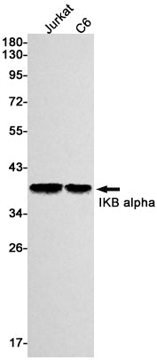 Anti-IKB alpha Rabbit Monoclonal Antibody