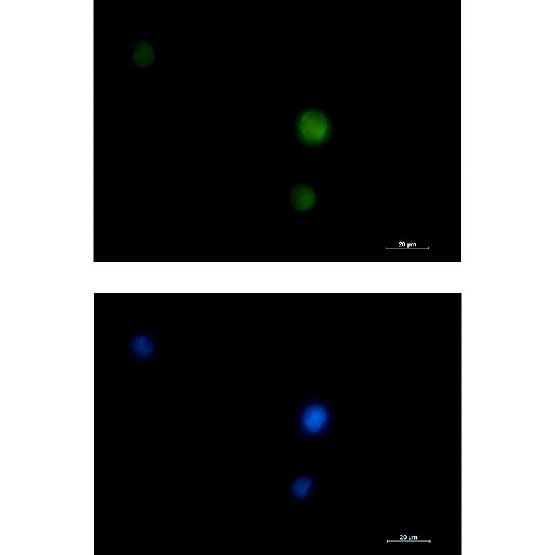 Anti-ERK1/2 Rabbit Monoclonal Antibody