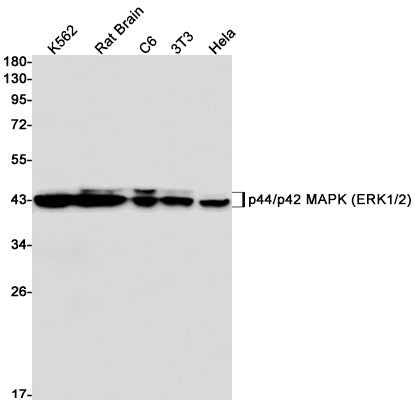 Anti-ERK1/2 Rabbit Monoclonal Antibody