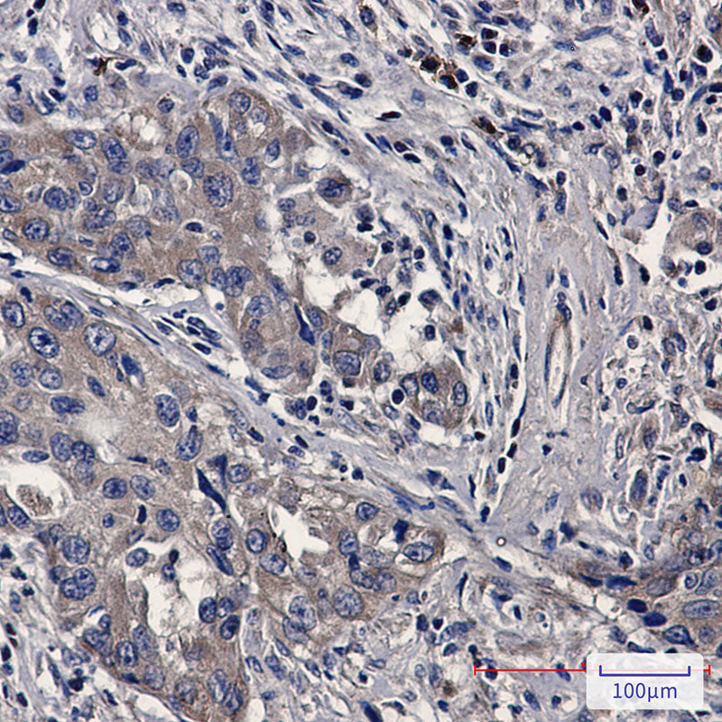 Anti-Bax Rabbit Monoclonal Antibody