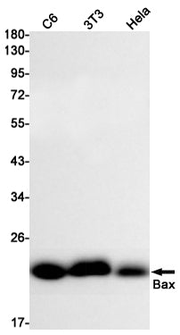 Anti-Bax Rabbit Monoclonal Antibody