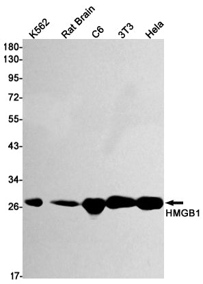 Anti-HMGB1 Rabbit Monoclonal Antibody