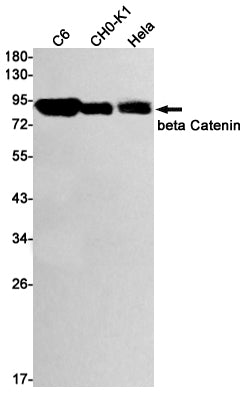 Anti-beta Catenin Rabbit Monoclonal Antibody