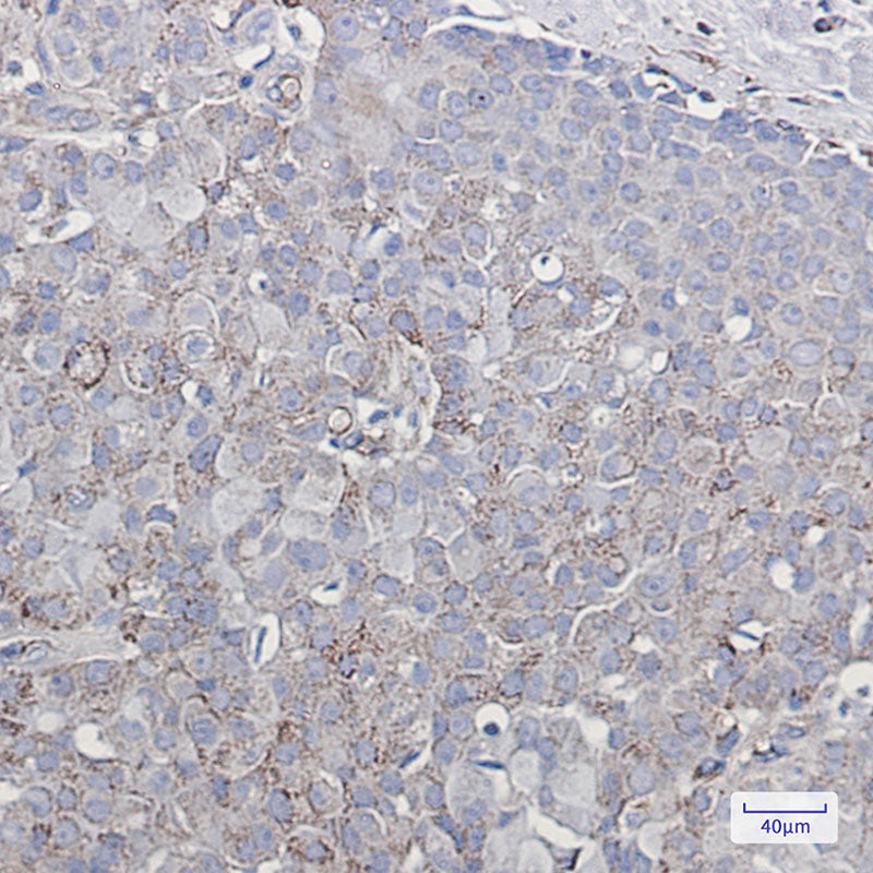 Anti-Ionotropic Glutamate Receptor 2 Rabbit Monoclonal Antibody