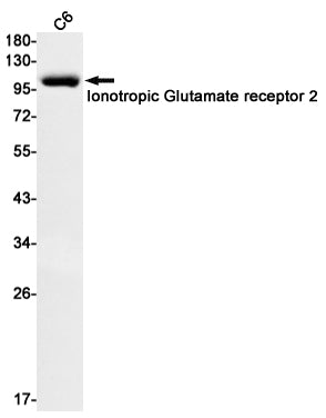 Anti-Ionotropic Glutamate Receptor 2 Rabbit Monoclonal Antibody