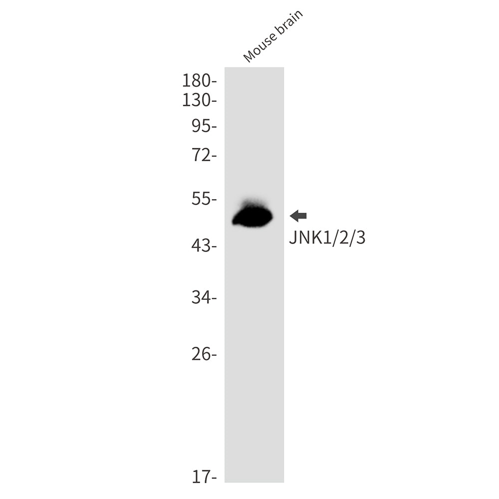 Anti-JNK Rabbit Monoclonal Antibody