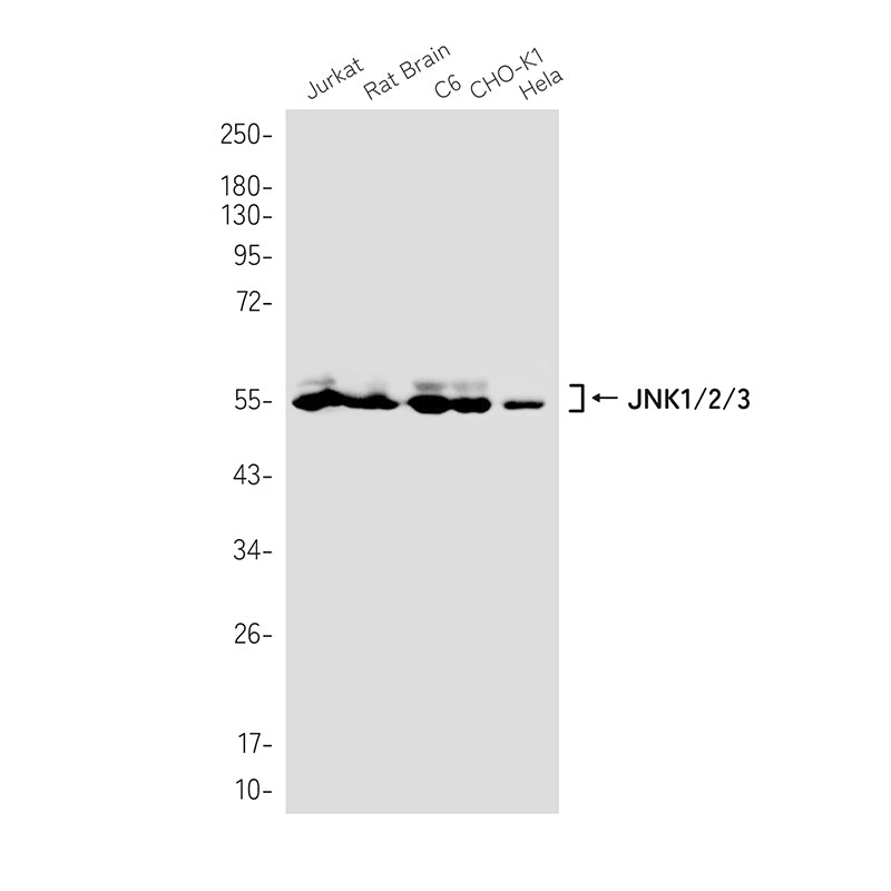Anti-JNK Rabbit Monoclonal Antibody