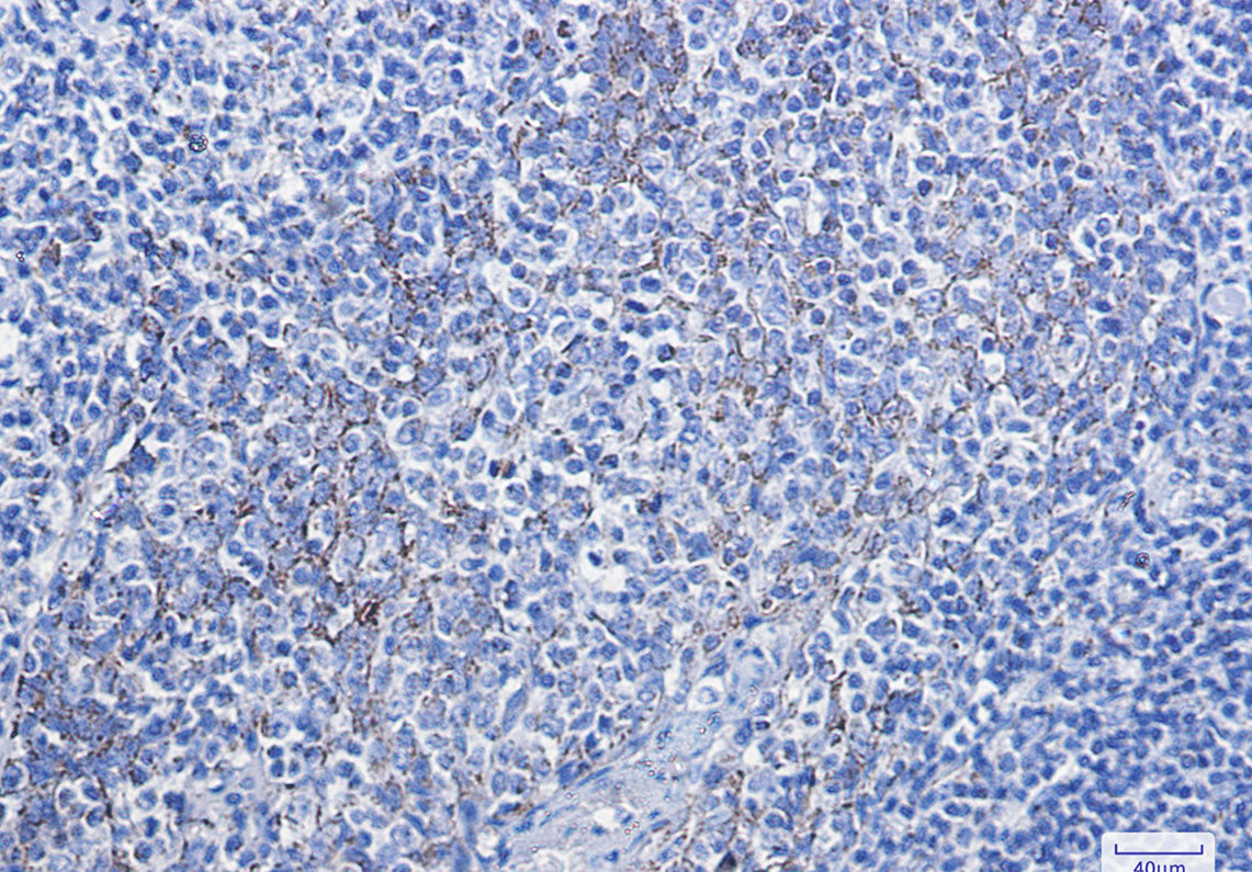Anti-Cytochrome C Rabbit Monoclonal Antibody