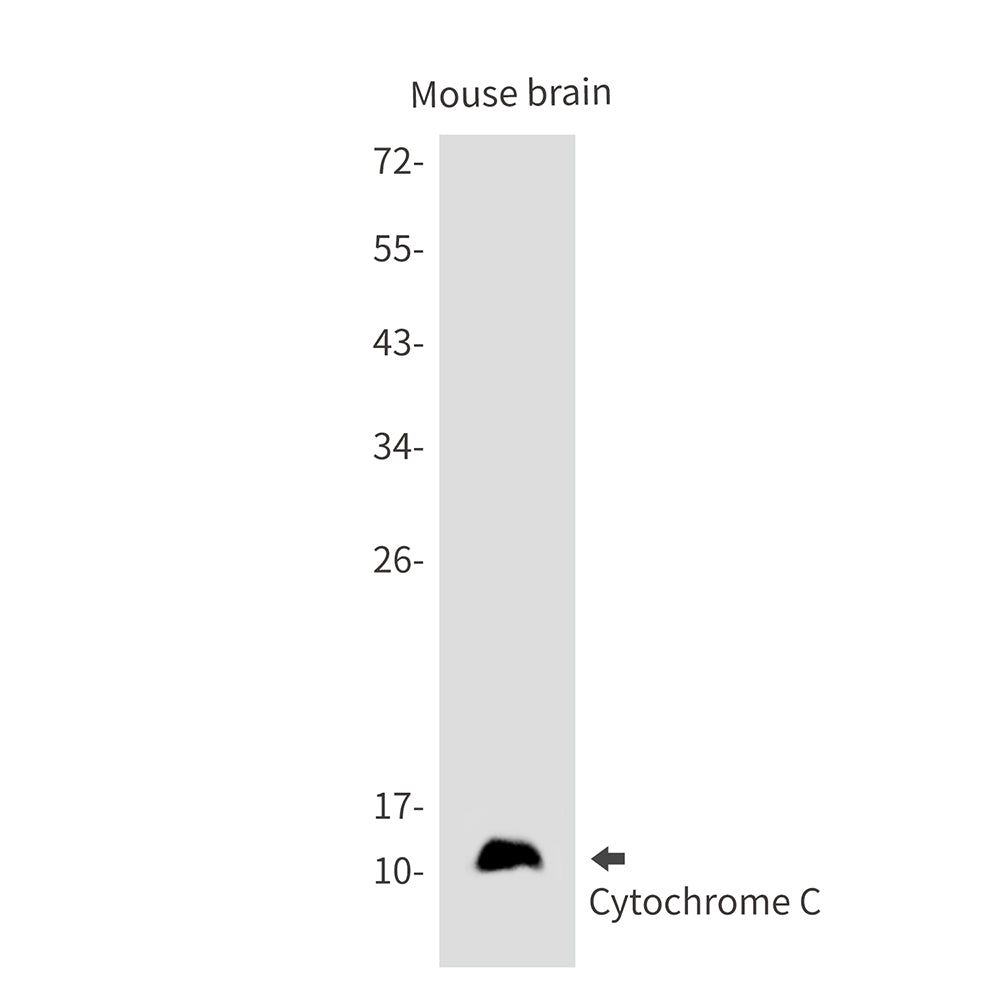 Anti-Cytochrome C Rabbit Monoclonal Antibody