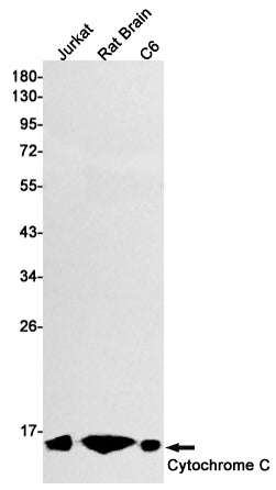 Anti-Cytochrome C Rabbit Monoclonal Antibody
