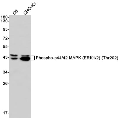 Anti-Phospho-ERK1/2 (Thr202/Thr185) Rabbit Monoclonal Antibody