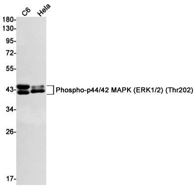 Anti-Phospho-ERK1/2 (Thr202/Thr185) Rabbit Monoclonal Antibody